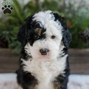 Dylan, Mini Bernedoodle Puppy